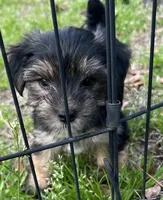 Ruby, a female Yorkshire Terrier for sale in Sumter, SC – Photo 1 of 4
