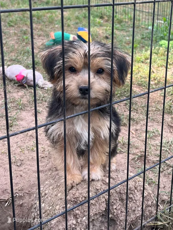 Jade – Yorkshire Terrier puppy for sale in Sumter, SC
