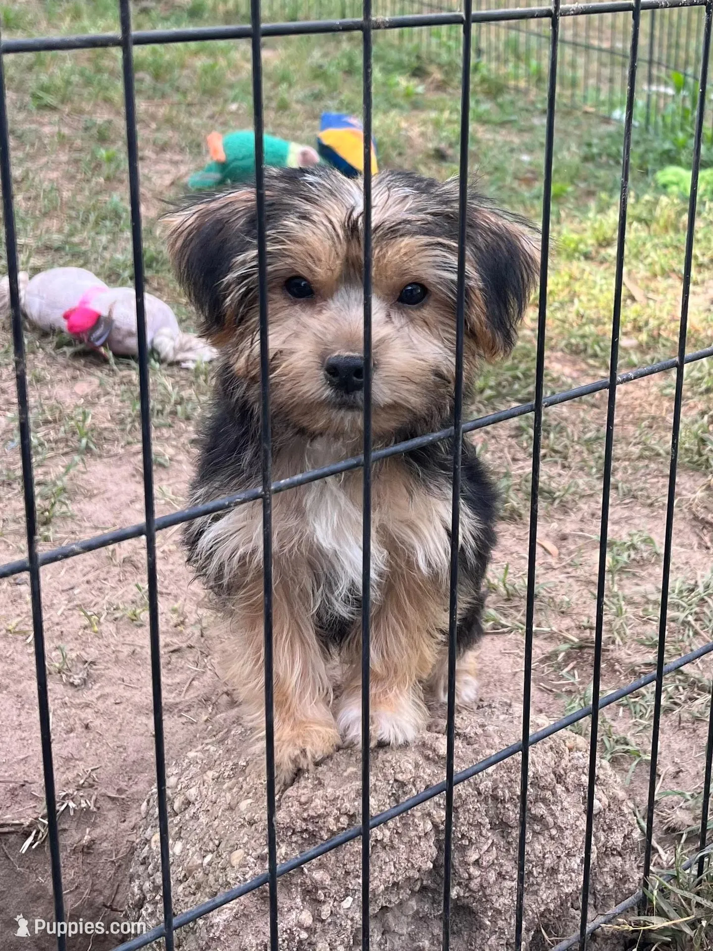 Jade, a female Yorkshire Terrier for sale in Sumter, SC – Photo 1 of 6