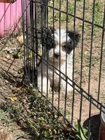 Jewels, a male Yorkshire Terrier for sale in Sumter, SC – Photo 4 of 5