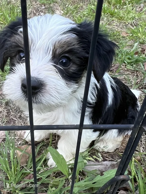 Jewels – Yorkshire Terrier puppy for sale in Sumter, SC