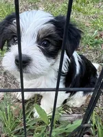 Jewels, a male Yorkshire Terrier for sale in Sumter, SC – Photo 1 of 5