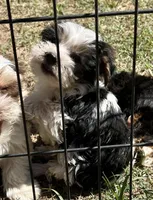 Jewels, a male Yorkshire Terrier for sale in Sumter, SC – Photo 3 of 5