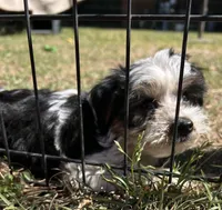 Jewels, a male Yorkshire Terrier for sale in Sumter, SC – Photo 5 of 5