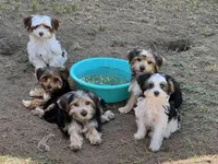 Jewels, a male Yorkshire Terrier for sale in Sumter, SC – Photo 6 of 6