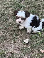 Jewels, a male Yorkshire Terrier for sale in Sumter, SC – Photo 2 of 5