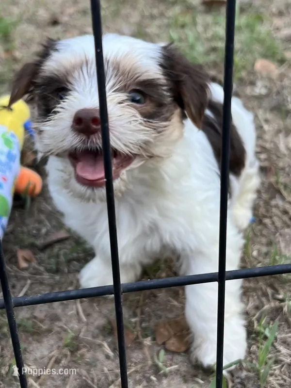 Jasper – Yorkshire Terrier puppy on hold in Sumter, SC