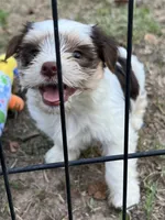 Jasper, a male Yorkshire Terrier for sale in Sumter, SC – 1 of 1
