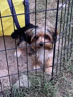 Amber, a female Yorkshire Terrier for sale in Sumter, SC – 1 of 5