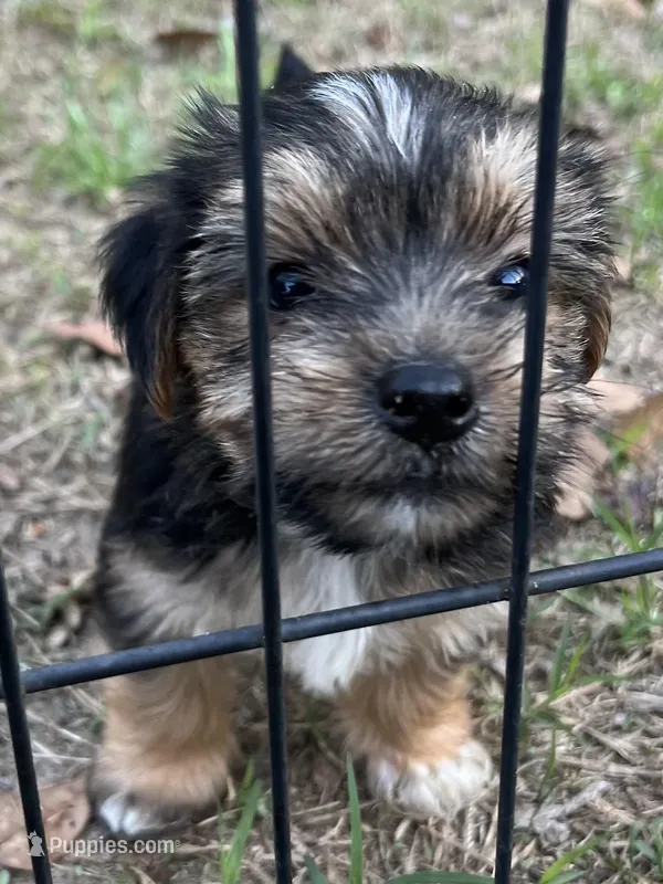 Jade – Yorkshire Terrier puppy for sale in Sumter, SC
