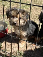 Jade, a female Yorkshire Terrier for sale in Sumter, SC – Photo 2 of 3