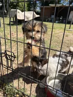 Jade, a female Yorkshire Terrier for sale in Sumter, SC – Photo 3 of 3
