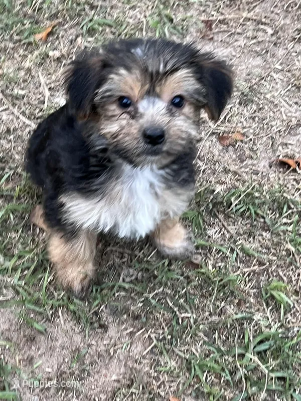 Jade – Yorkshire Terrier puppy for sale in Sumter, SC