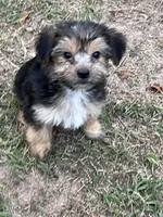 Jade, a female Yorkshire Terrier for sale in Sumter, SC – Photo 1 of 3