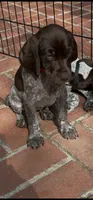 Precious, a female German Shorthaired Pointer for sale in Rancho Santa Fe, CA – 5 of 9