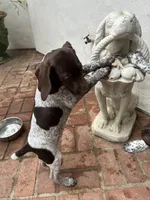 Junior , a male German Shorthaired Pointer for sale in Rancho Santa Fe, CA – 4 of 9