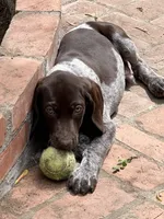 Baxter, a male German Shorthaired Pointer for sale in Rancho Santa Fe, CA – 2 of 4