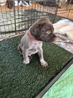 Sparkle, a female German Shorthaired Pointer for sale in Rancho Santa Fe, CA – 4 of 10