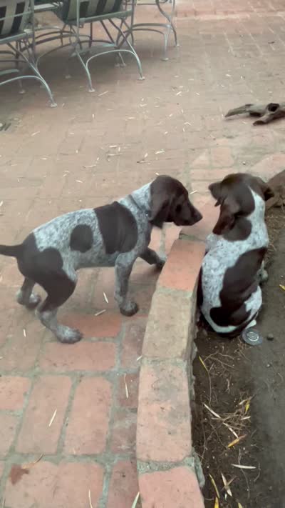 Brutus, a male German Shorthaired Pointer for sale in Rancho Santa Fe, CA – 7 of 7