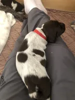 Sparkle, a female German Shorthaired Pointer for sale in Rancho Santa Fe, CA – 8 of 10