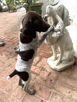 Junior , a male German Shorthaired Pointer for sale in Rancho Santa Fe, CA – 1 of 9