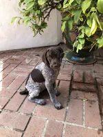 Precious, a female German Shorthaired Pointer for sale in Rancho Santa Fe, CA – 9 of 9