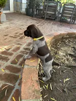 Sunshine, a female German Shorthaired Pointer for sale in Rancho Santa Fe, CA – 3 of 7