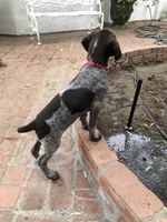 Precious, a female German Shorthaired Pointer for sale in Rancho Santa Fe, CA – 3 of 9