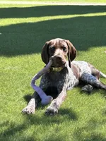 Stripe, a male German Shorthaired Pointer for sale in Rancho Santa Fe, CA – 1 of 10