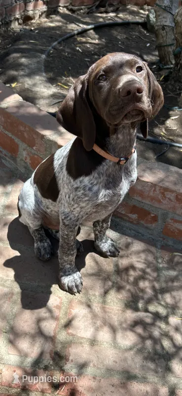 Junior  – German Shorthaired Pointer puppy for sale in Rancho Santa Fe, CA