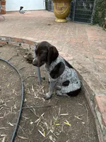 Brutus, a male German Shorthaired Pointer for sale in Rancho Santa Fe, CA – 5 of 7