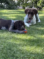 Stripe, a male German Shorthaired Pointer for sale in Rancho Santa Fe, CA – 6 of 10