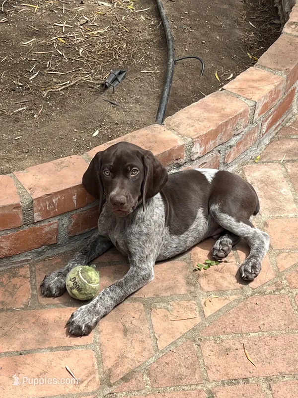 Baxter – German Shorthaired Pointer puppy for sale in Rancho Santa Fe, CA