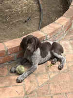 Baxter, a male German Shorthaired Pointer for sale in Rancho Santa Fe, CA – 1 of 4