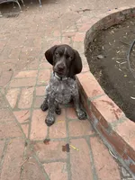 Stripe, a male German Shorthaired Pointer for sale in Rancho Santa Fe, CA – 3 of 6