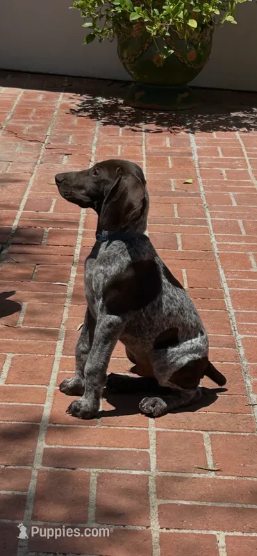 Bubba – German Shorthaired Pointer puppy for sale in Rancho Santa Fe, CA