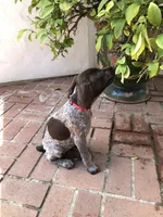Precious, a female German Shorthaired Pointer for sale in Rancho Santa Fe, CA – 7 of 9