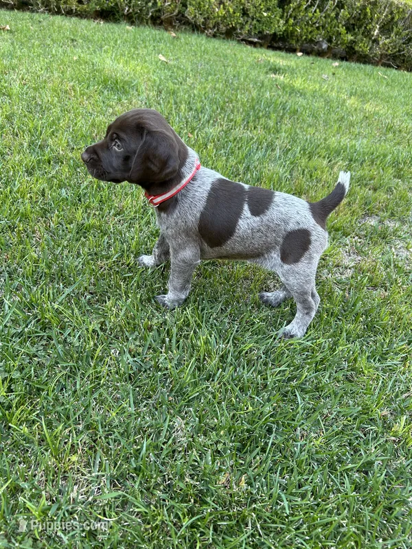 Sparkle – German Shorthaired Pointer puppy for sale in Rancho Santa Fe, CA
