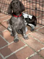 Precious, a female German Shorthaired Pointer for sale in Rancho Santa Fe, CA – 2 of 9
