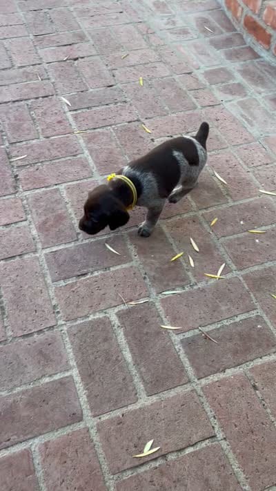 Sunshine, a female German Shorthaired Pointer for sale in Rancho Santa Fe, CA – 6 of 7