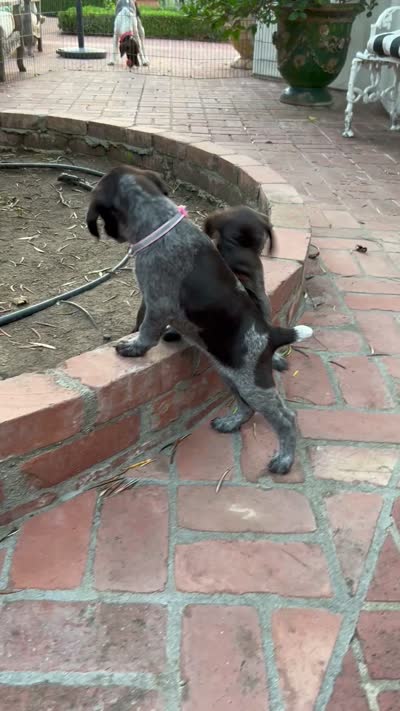 Nova, a female German Shorthaired Pointer for sale in Rancho Santa Fe, CA – 9 of 9
