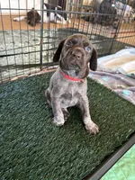 Sparkle, a female German Shorthaired Pointer for sale in Rancho Santa Fe, CA – 3 of 10
