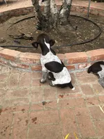 Junior , a male German Shorthaired Pointer for sale in Rancho Santa Fe, CA – 6 of 9
