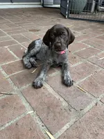 Nova, a female German Shorthaired Pointer for sale in Rancho Santa Fe, CA – 2 of 9