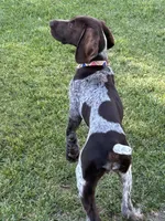 Stripe, a male German Shorthaired Pointer for sale in Rancho Santa Fe, CA – 3 of 10