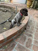 Sparkle, a female German Shorthaired Pointer for sale in Rancho Santa Fe, CA – 5 of 10