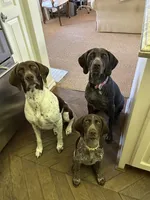 Stripe, a male German Shorthaired Pointer for sale in Rancho Santa Fe, CA – 9 of 10