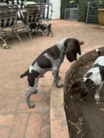 Baxter, a male German Shorthaired Pointer for sale in Rancho Santa Fe, CA – 3 of 4