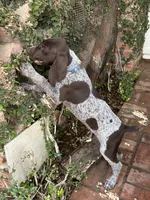 Brutus, a male German Shorthaired Pointer for sale in Rancho Santa Fe, CA – 3 of 7