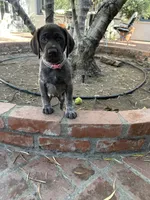Nova, a female German Shorthaired Pointer for sale in Rancho Santa Fe, CA – 6 of 9